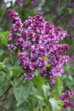 Paul_Hariot_MSU_BG_TP_7
