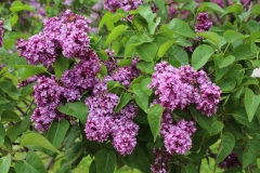Paul_Hariot_MSU_BG_TP_8