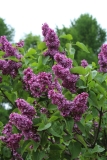 Paul_Hariot_MSU_BG_TP_9