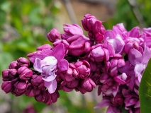 Paul_Thirion_20210427_BLBG_MLD