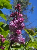 Paul_Thirion_20240420_MLD_MLD