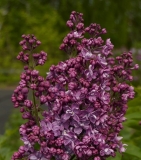 Pavlinka_201905_Russia_SS