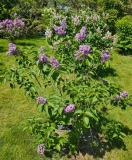 Pavlinka_20230526_Hueg_MLD_2