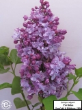 Pavlinka_LNT