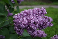 Pavlinka_TP_2