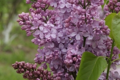 Peerless Pink