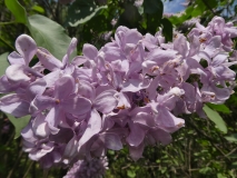 Peerless_Pink_20180523_RAS_MLD_3