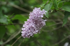 Peerless_Pink_MBG_TP_1