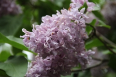 Peerless_Pink_MBG_TP_2