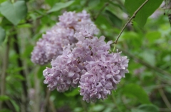 Peerless_Pink_MBG_TP_3