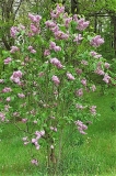 Peerless_Pink_ZB_1