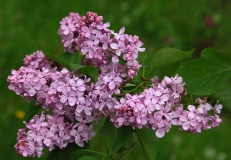 Peerless_Pink_ZB_2