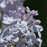 Peggy_2019_LM_CF