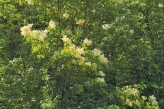 pekinensis
