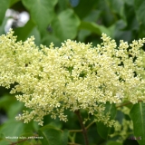 pekinensis_2019_LM_CF