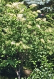 pekinensis_20240520_MLD_MLD_3