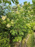 pekinensis_20240520_MLD_MLD_5