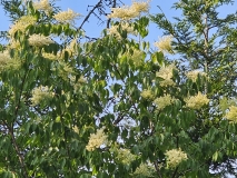 pekinensis_20240522_MLD_MLD