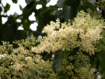 pekinensis_Beijing_CUI_1
