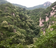 pekinensis_Beijing_CUI_2