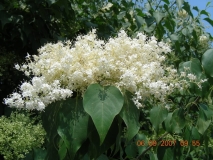 pekinensis_ILM_CUI