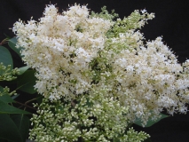 pekinensis_LNT