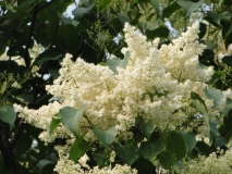 pekinensis_SLYU