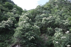 pekinensis_SLYU_2