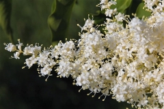 pekinensis_ZB_1