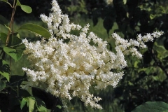 pekinensis_ZB_2