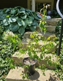 pekinensis_grafted_pot_20240516_MLD_MLD_1