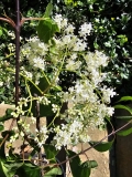 pekinensis_grafted_pot_20240516_MLD_MLD_2