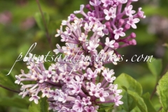 Penda (Bloomerang®)