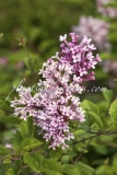 Penda_BLOOMERANG_2011_BN_RHT_1