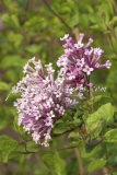 Penda_BLOOMERANG_2011_BN_RHT_2