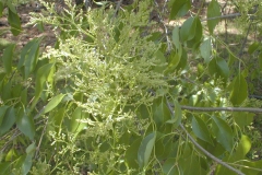 Pendula (pekinensis)