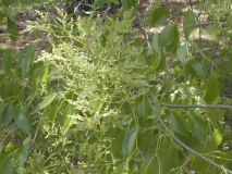 Pendula_pekinensis_2003_HP_MM__DM