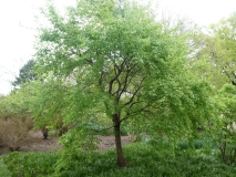 Pendula_pekinensis_20190507_LP_MLD