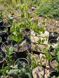 Pendula_pekinensis_20230601_MLD_MLD_1