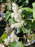 Pendula_pekinensis_20230601_MLD_MLD_2