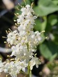 Pendula_pekinensis_20230601_MLD_MLD_3