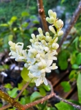 Pendula_pekinensis_20230601_MLD_MLD_4
