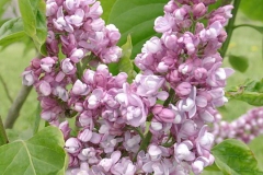 Perle von Stuttgart