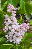 Perle_von_Stuttgart_20210427_BLBG_MLD_1