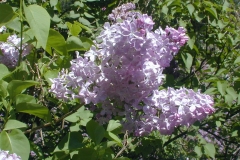 Perle von Teltow