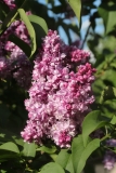 Perle_2021_IP_dacha_TP_1