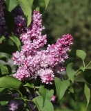 Perle_2021_IP_dacha_TP_2