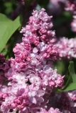 Perle_2021_IP_dacha_TP_3