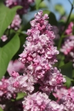 Perle_2021_IP_dacha_TP_4