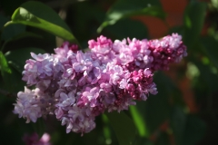 Perle_2021_IP_dacha_TP_5
